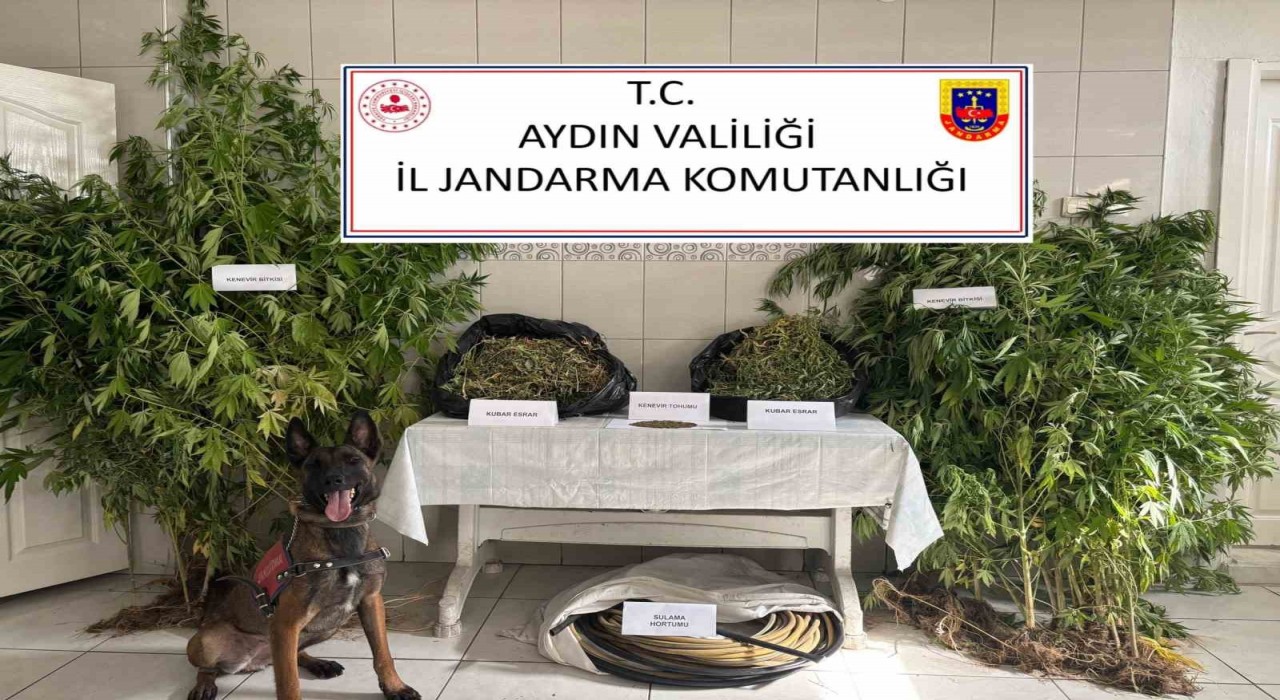 Aydın' da uyuşturucu operasyonu: Ormanlık alanda kenevir yetiştirmiş!