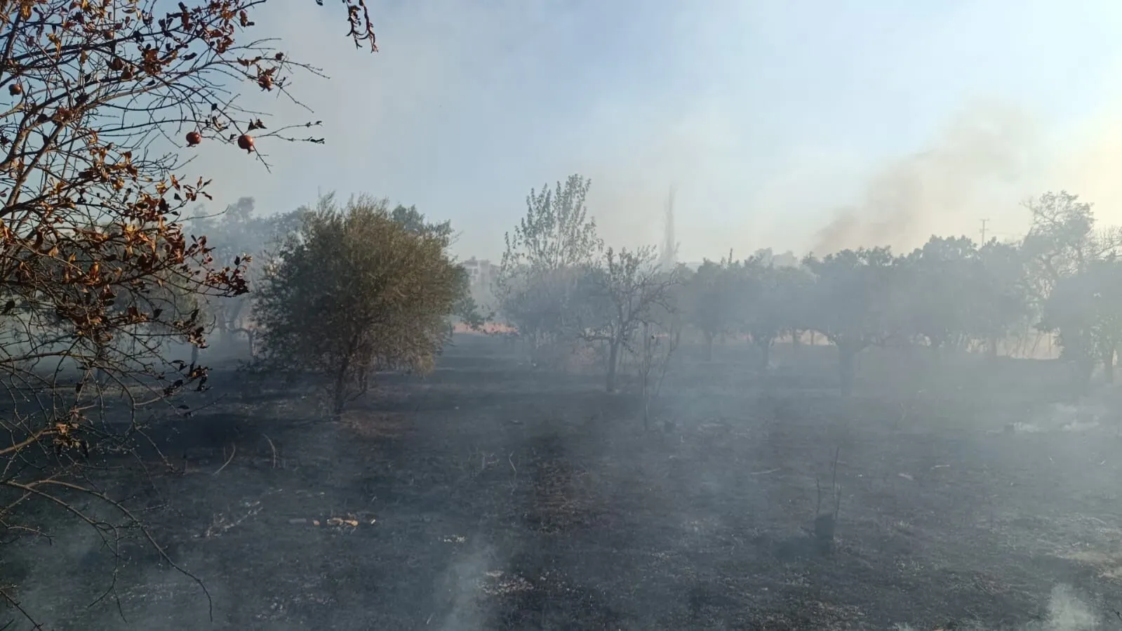 Alev Alev Yangın: Zeytinlik Küle Döndü!
